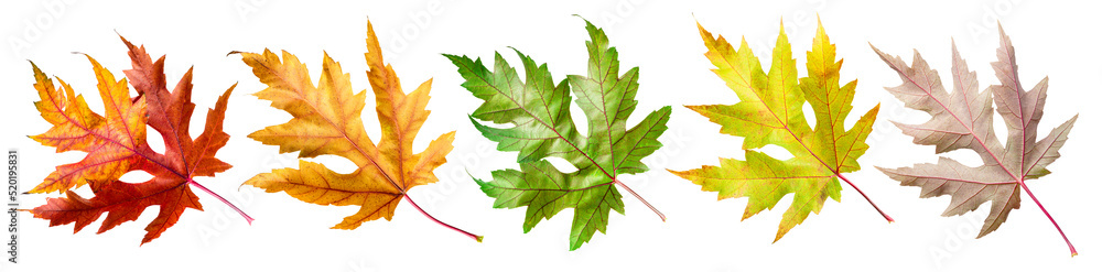 Five autumn maple leaves of different colors isolated on white background. Clipping path. Five autumn maple leaves of different colors isolated on white background. Clipping path.