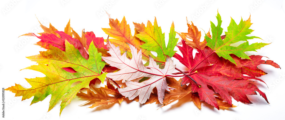 Fototapeta premium Horizontal heap of colorful autumn maple leaves isolated on white background. Great decor for advertising layouts.