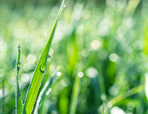 Sparkling dew drop on the green grass leaf close-up. Purity and freshness concept. Blurred gren nature background.