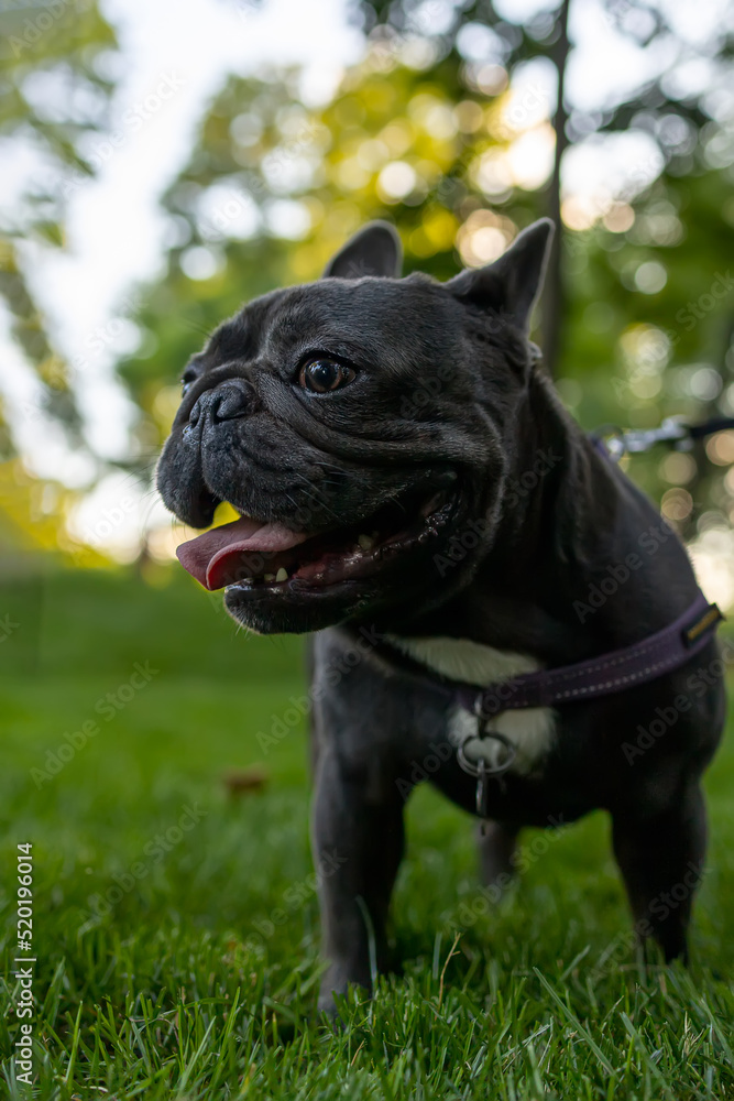 little black bulldog sticking out his tongue and panting in the park