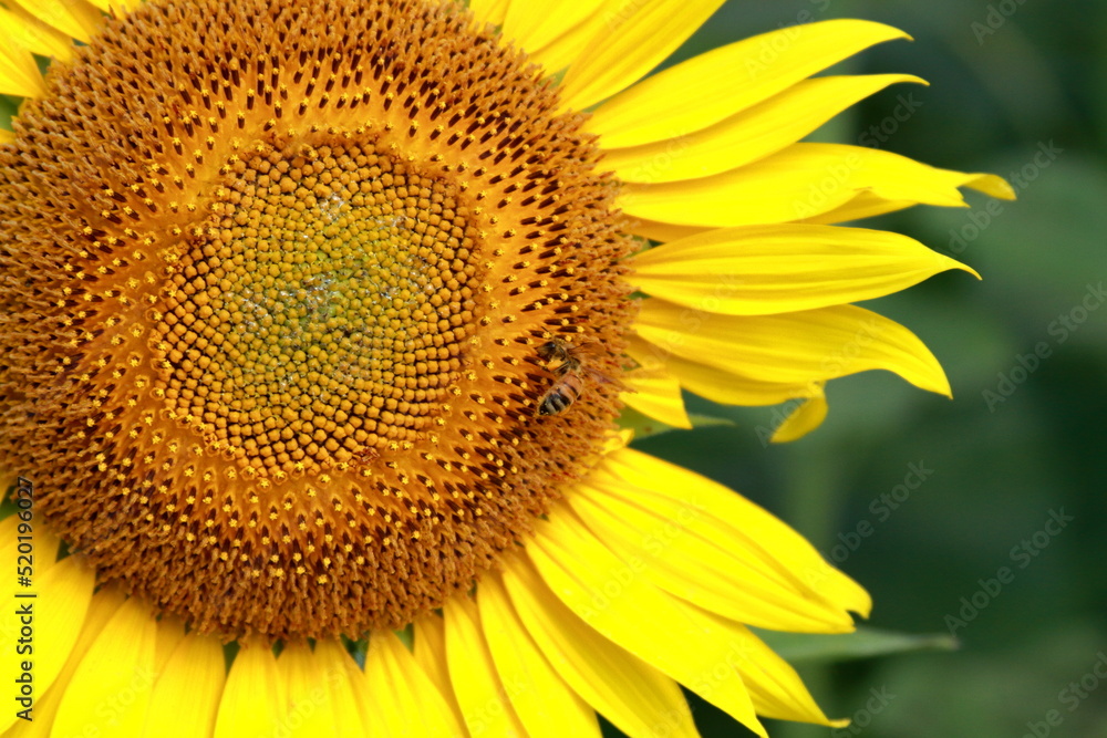 Obraz premium The sunflowers have become perfect for viewing 