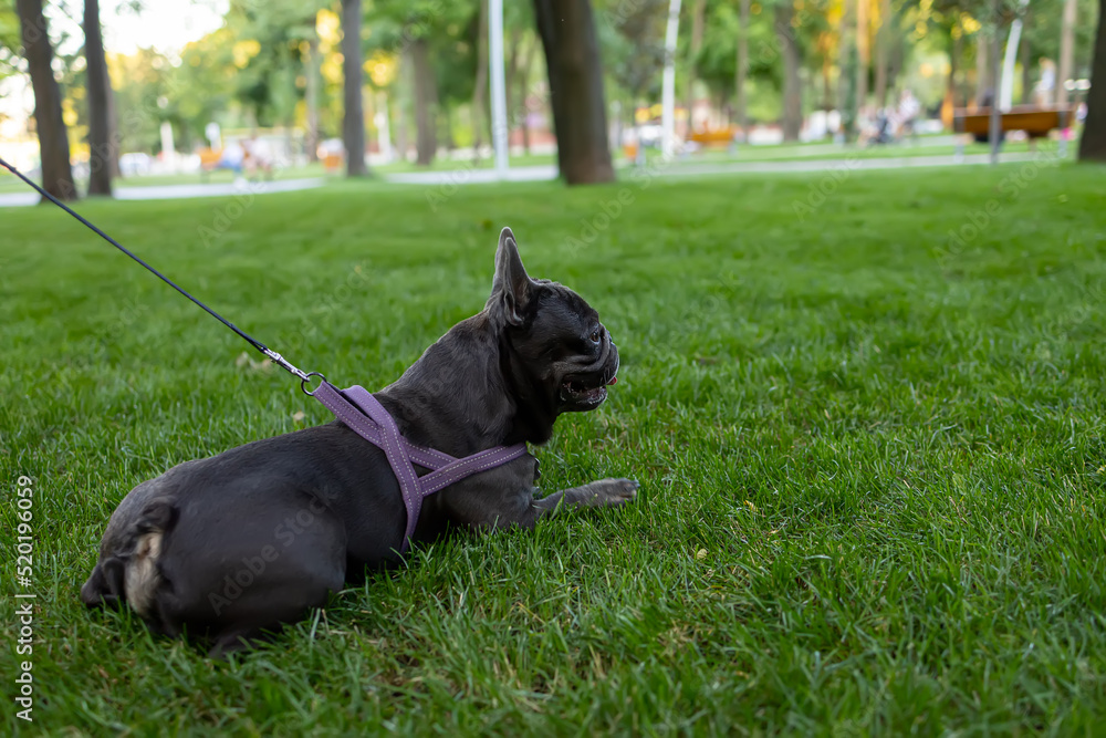 bulldog walks on a leash in the park lay down to rest after running