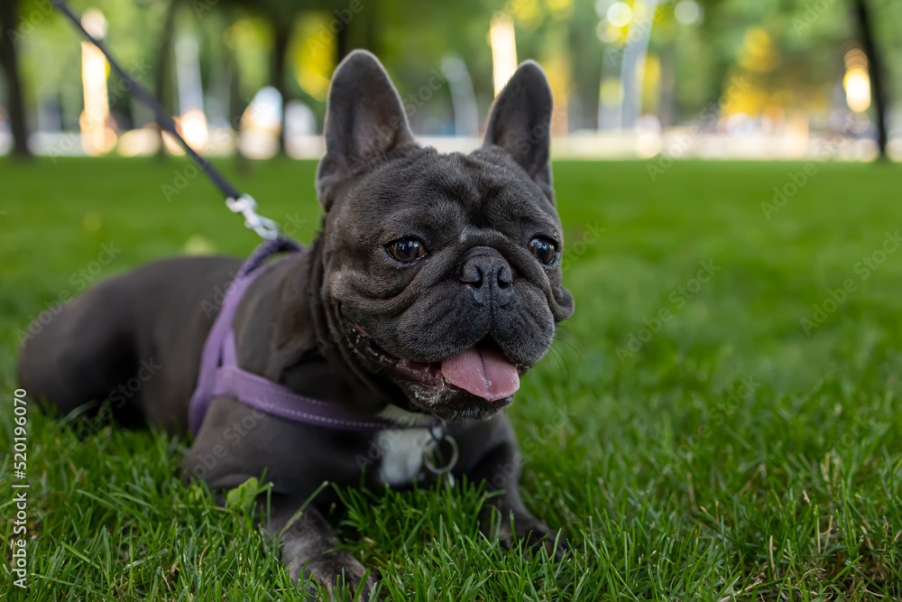 in the park on the lawn, a french bulldog is sprawled looking forward, sticking out his tongue from the fact that he wants to drink