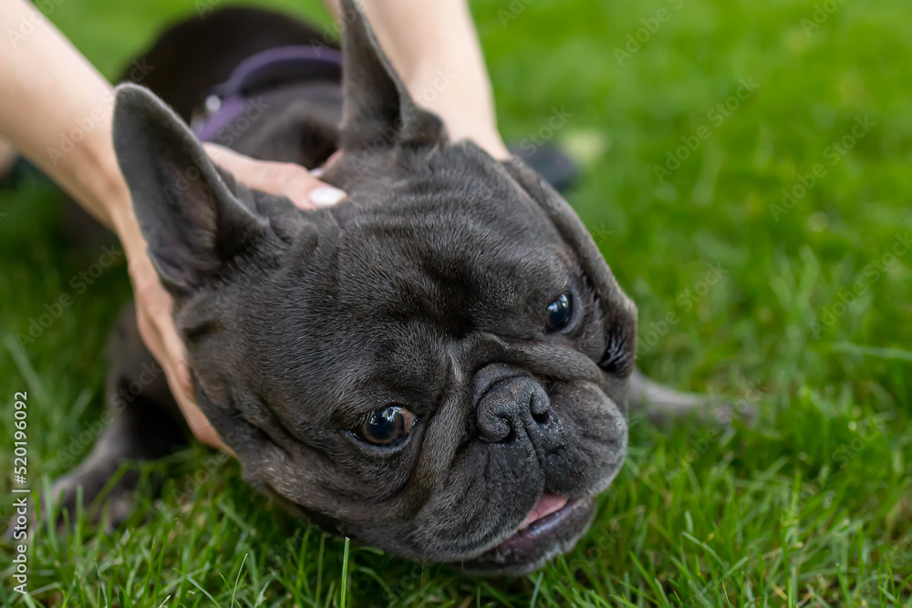 french bulldog likes the way the owner's hands massage his neck