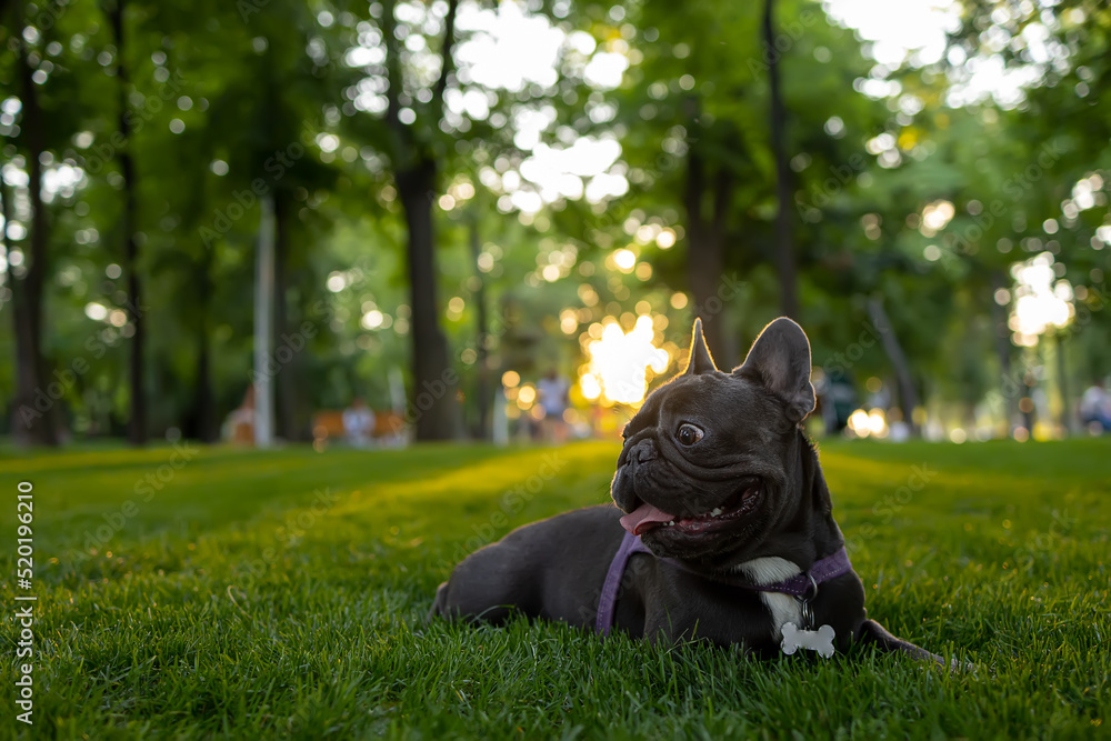 purebred french bulldog lies in the park under the rays of the sun trains dogs