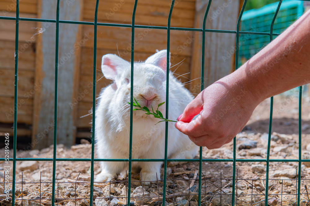 Obraz premium adult white rabbit eats grass through the bars