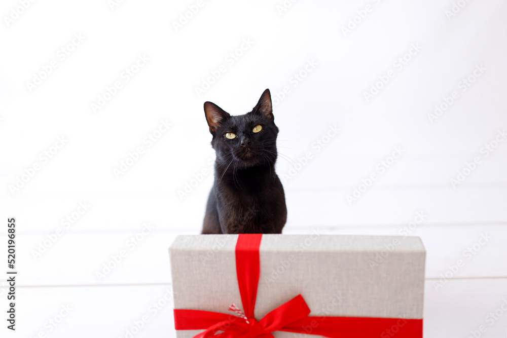 christmas black cat with christmas present.