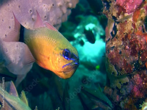 Ringtail cardinalfish (Apogon aureus) with eggs in its mouth photo