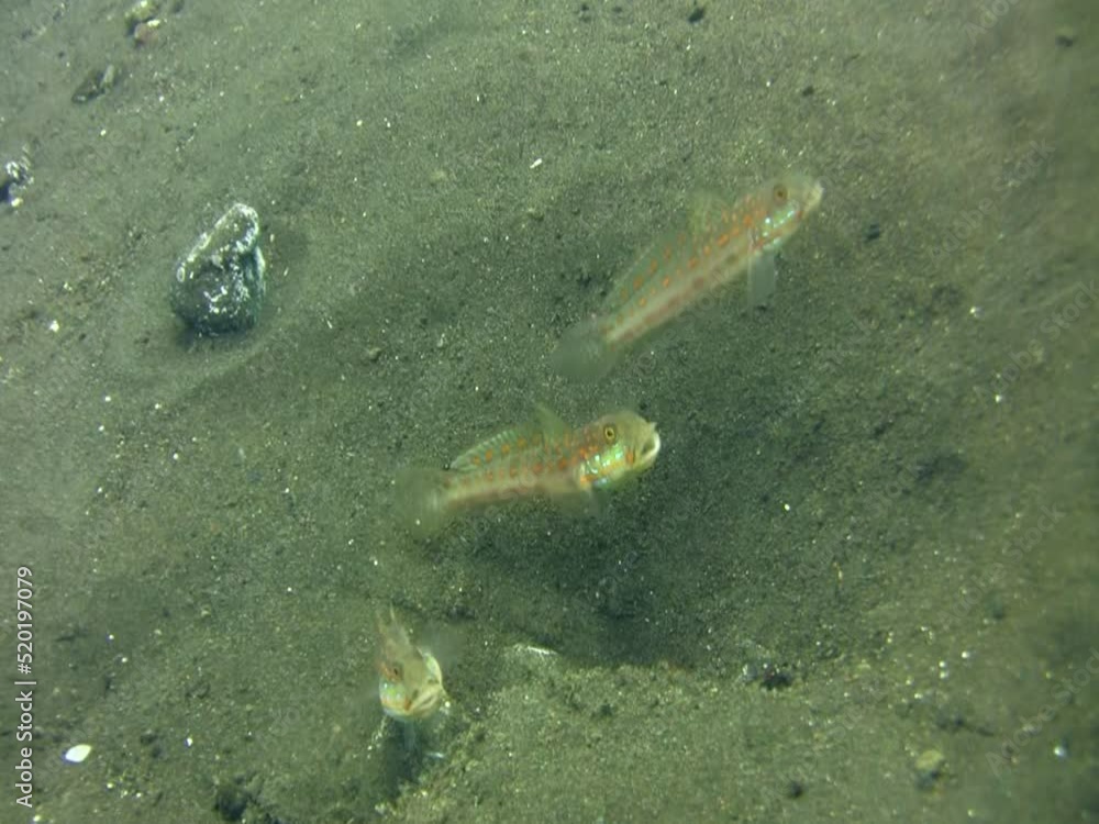 Orange-dashed goby (Valenciennea puellaris) fighting Orange-dashed goby (Valenciennea puellaris) fighting
