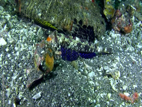 Orange and black dragonet (Dactylopus kuiteri) photo