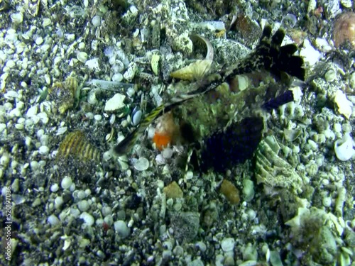 Orange and black dragonet (Dactylopus kuiteri) photo