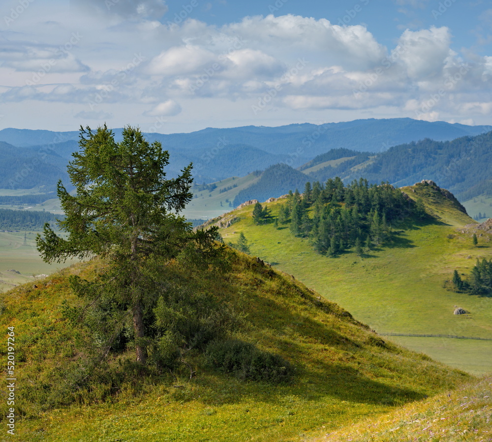 Obraz premium Russia. South of Western Siberia, Mountain Altai. Picturesque hilly mountains covered with a solid green carpet with many alpine flowers near the village of Ust-Kan.