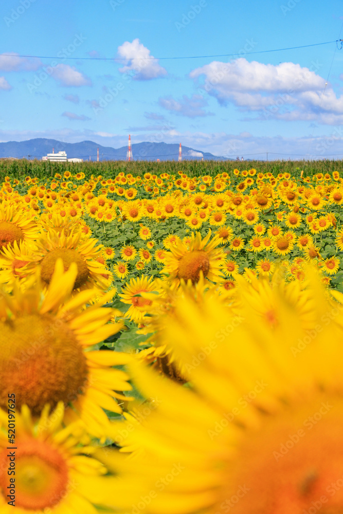 Obraz premium 夏空とヒマワリ畑