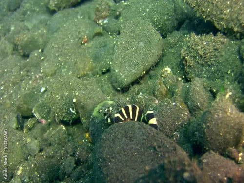 Wonderpus octopus (Wunderpus photogenicus) going into its hole photo