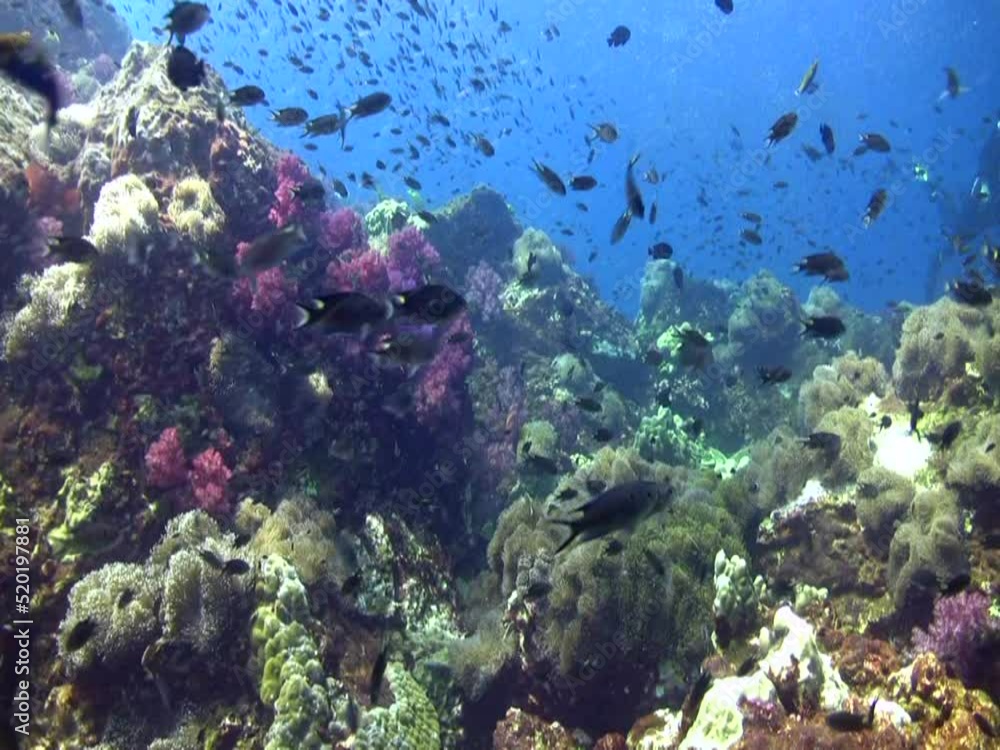 Soft corals and anemones with school of fishes in the background Soft corals and anemones with school of fishes in the background