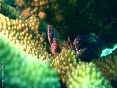 Red spotted coral crab (Trapezia rufopunctata) photo