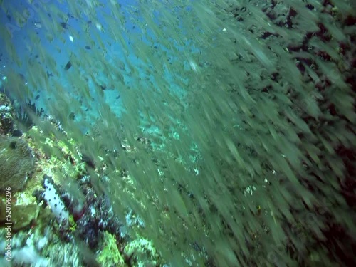 Glassfishes and soft corals between boulders photo