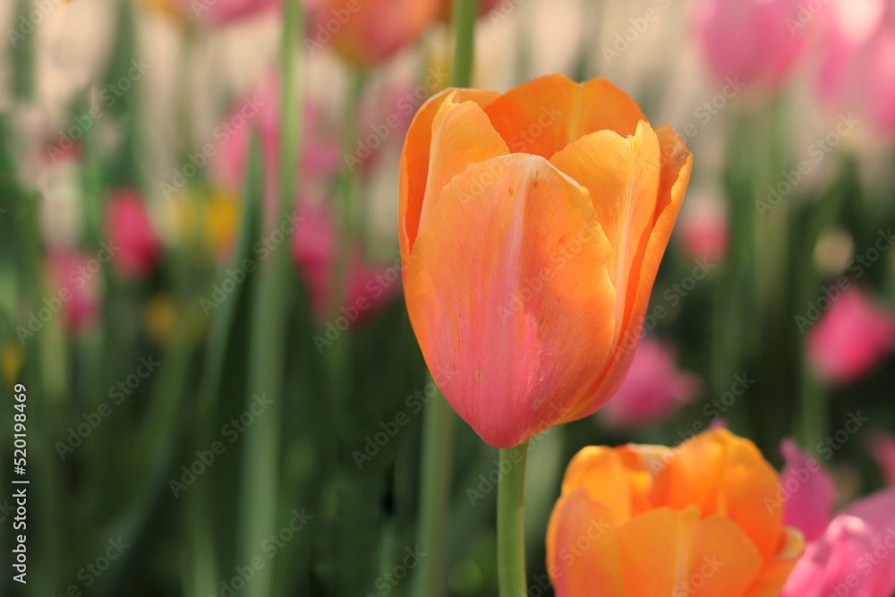 Fototapeta premium field of tulips