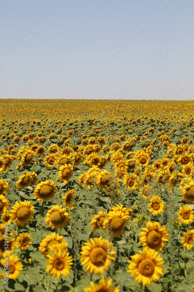 Naklejka premium Girasoles