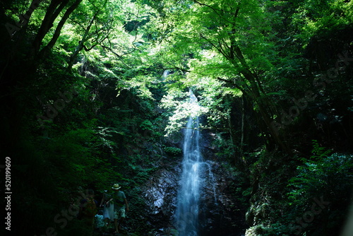 Fototapeta Naklejka Na Ścianę i Meble -  東京の払沢の滝