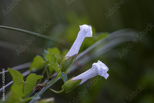 Fiore di campo, campanella bianca e rampicante, ipomoea stolonifera, nella verde vegetazione spontanea di biotopo naturale.
 photo