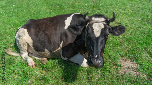 Open farm with dairy cattle on the field in countryside farm. Single cow lies on a pasture on blue sky background.