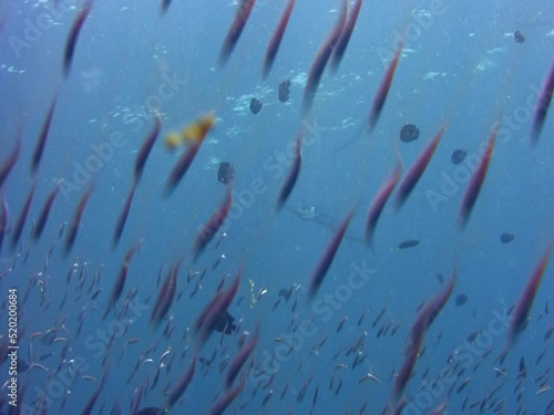 Crocodile longtom or Needlefish (Tylosurus crocodilus) being cleaned with school of fishes passing in front photo