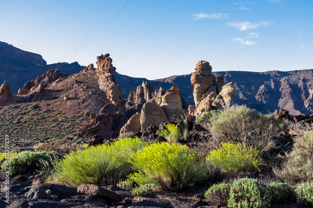 Field of yellow flowers Descurainia bourgaeana. Scenic view on rock formations of Roques de Garcia, Mount Teide National Park, Tenerife, Canary Islands, Spain, Europe. Hiking trail on volcanic terrain