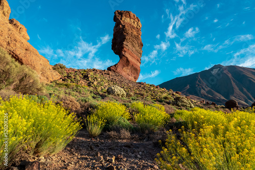 Yellow flowers Descurainia bourgaeana at golden hour sunrise. Morning view on rock formation Roque Cinchado, Roques de Garcia, Tenerife, Canary Islands, Spain, Europe. Pico del Teide volcano summit photo