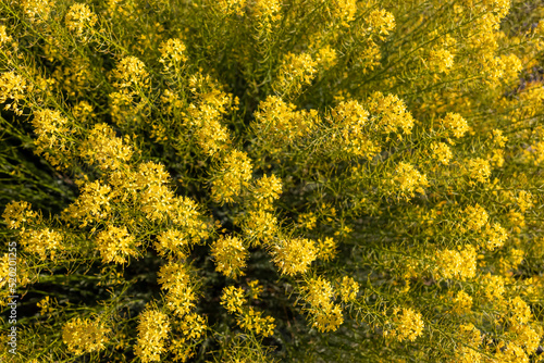 Close up top view on yellow flowers Descurainia bourgaeana (hierba pajonera or flixweed). Plant is growing near Las Canadas in Mount Teide National Park, Tenerife, Canary Islands, Spain, Europe