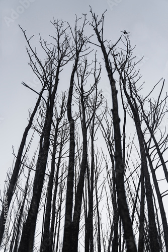 Black death burnt pine trees after the forest fire - Climate Change Crisis