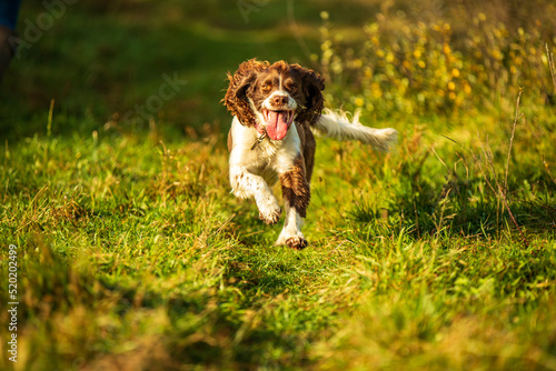 Springer Spaniel Running