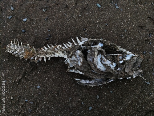 skeleton of a dead fish © Alfredo