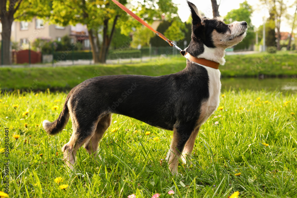 Cute dog with leash on green grass in park
