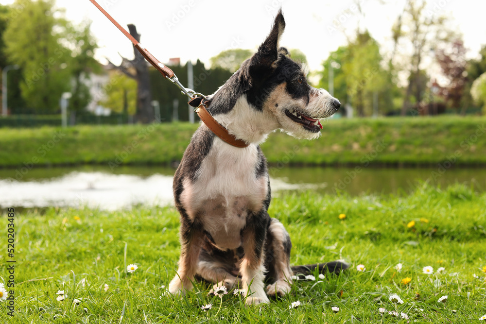 Cute dog with leash sitting on green grass in park Cute dog with leash sitting on green grass in park