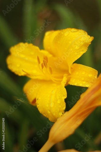 Yellow flowers after the rain, bee on yellow flowers after rain. Rain drops flower 