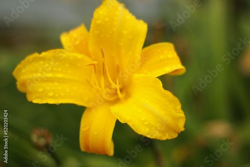 Yellow flowers after the rain, bee on yellow flowers after rain. Rain drops flower 