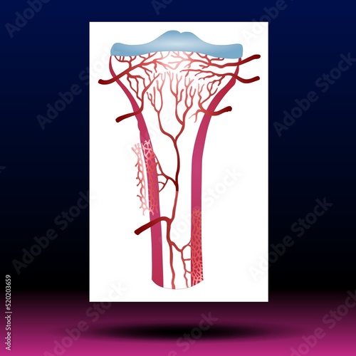 Articular Cartilage - Body Parts - Spine - Skeleton - Medical - Graphic - Joint photo