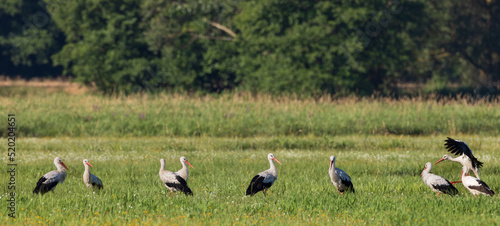Group of White Stork(Ciconia ciconia) in meadow © Aleksander Bolbot