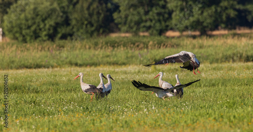 Group of White Stork Ciconia ciconia  in meadow