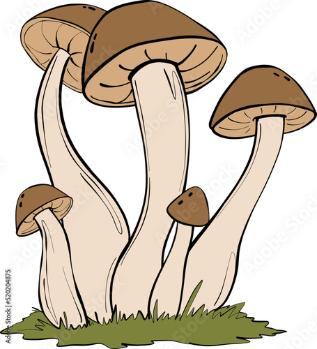 Mushrooms