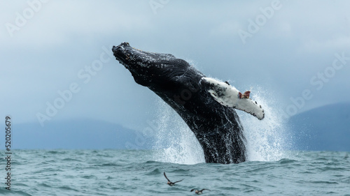 Fotografie Humpback whale, the most charismatic marine mammal with its flippers and breachi
