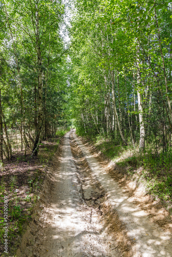 Birches alley Birches alley
