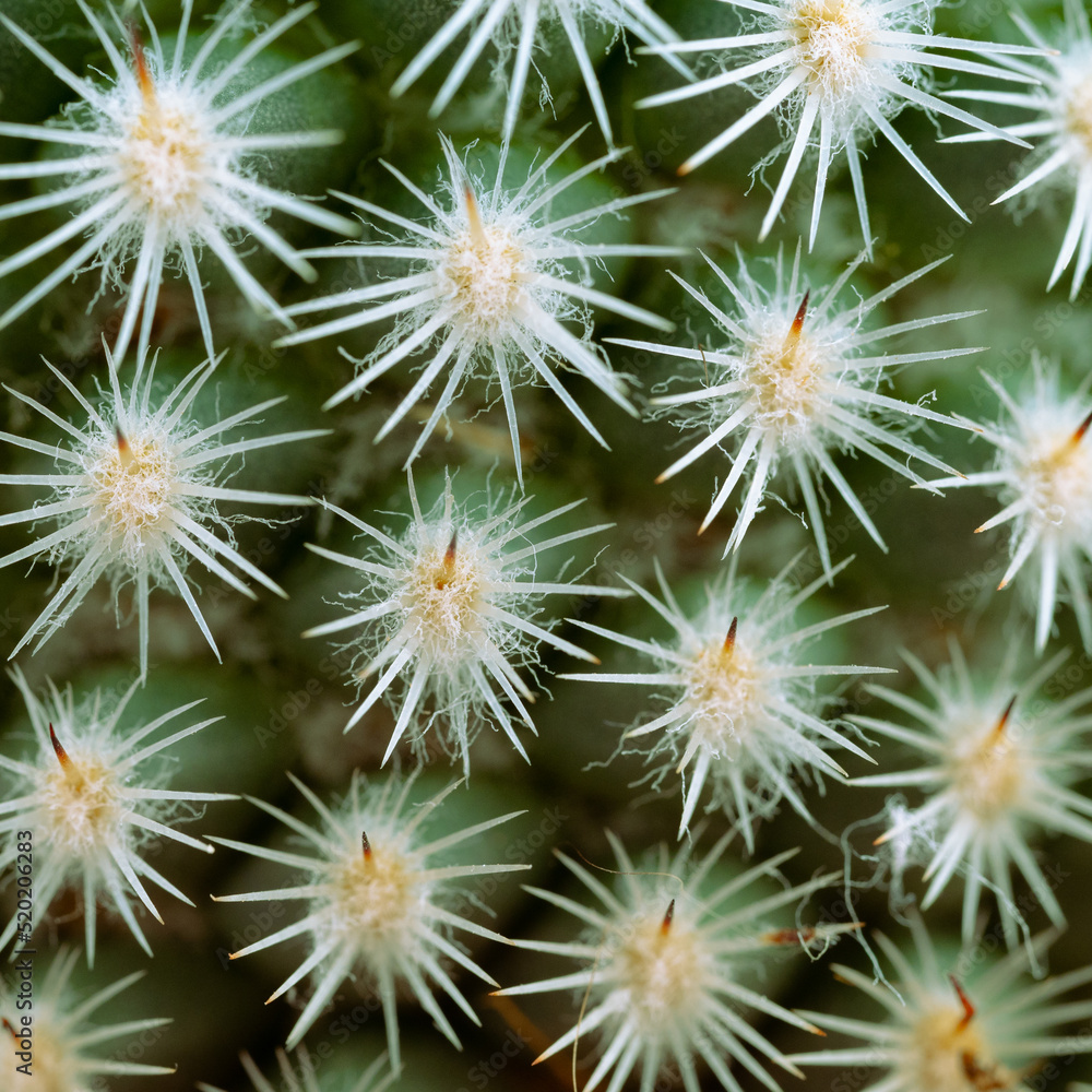 Cactus thorns close up macro Cactus thorns close up macro