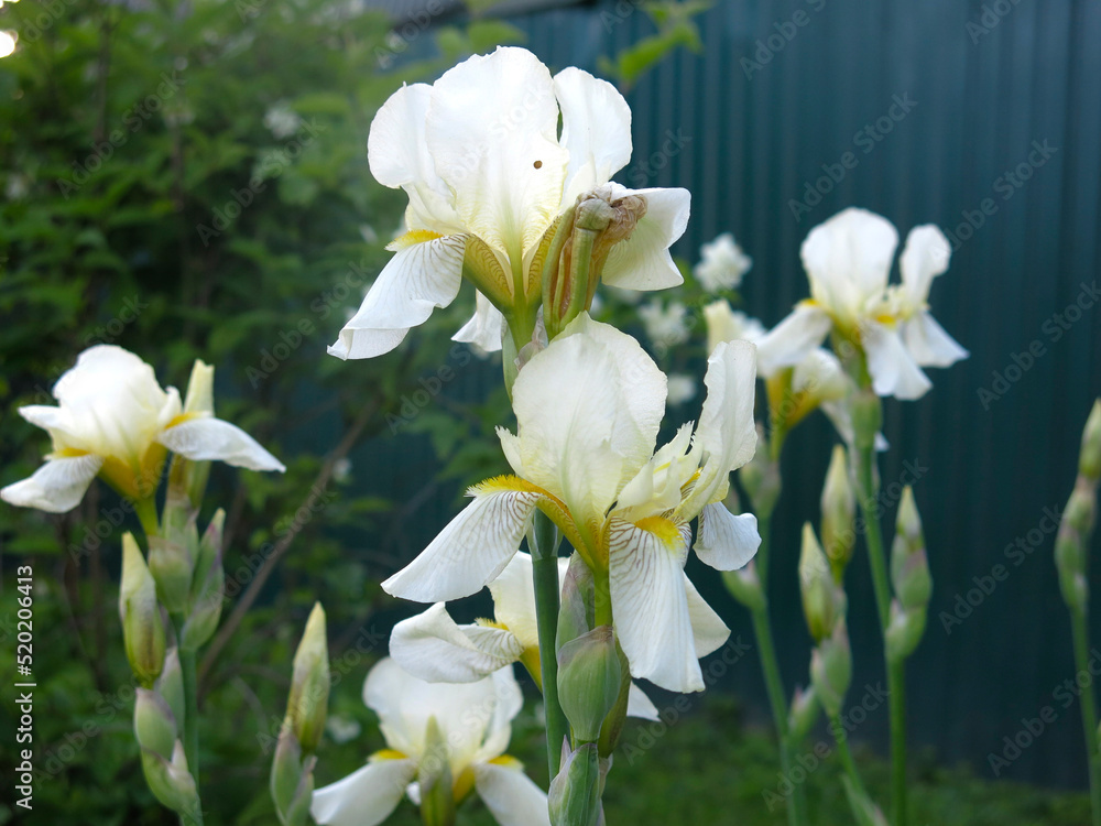 Fototapeta premium elegant white irises (Iridaceae) bloom in a flower bed in summer