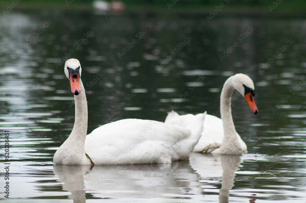 the swan floats on the lake. beautiful bird portrait the swan floats on the lake. beautiful bird portrait