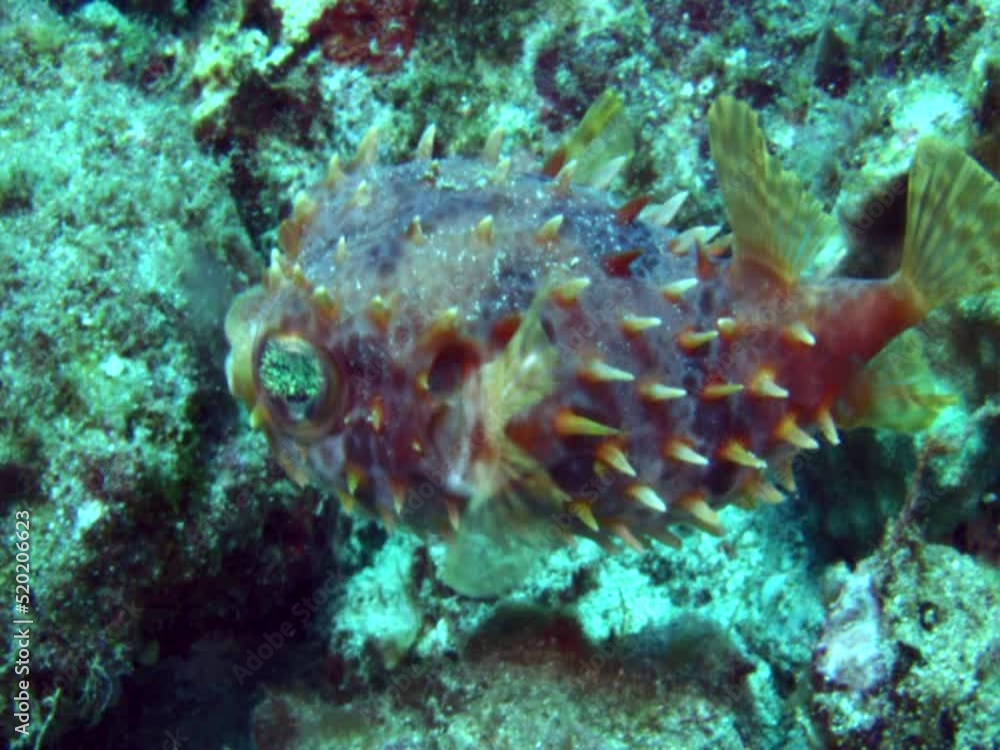Rounded porcupinefish (Cyclichthys orbicularis) Rounded porcupinefish (Cyclichthys orbicularis)