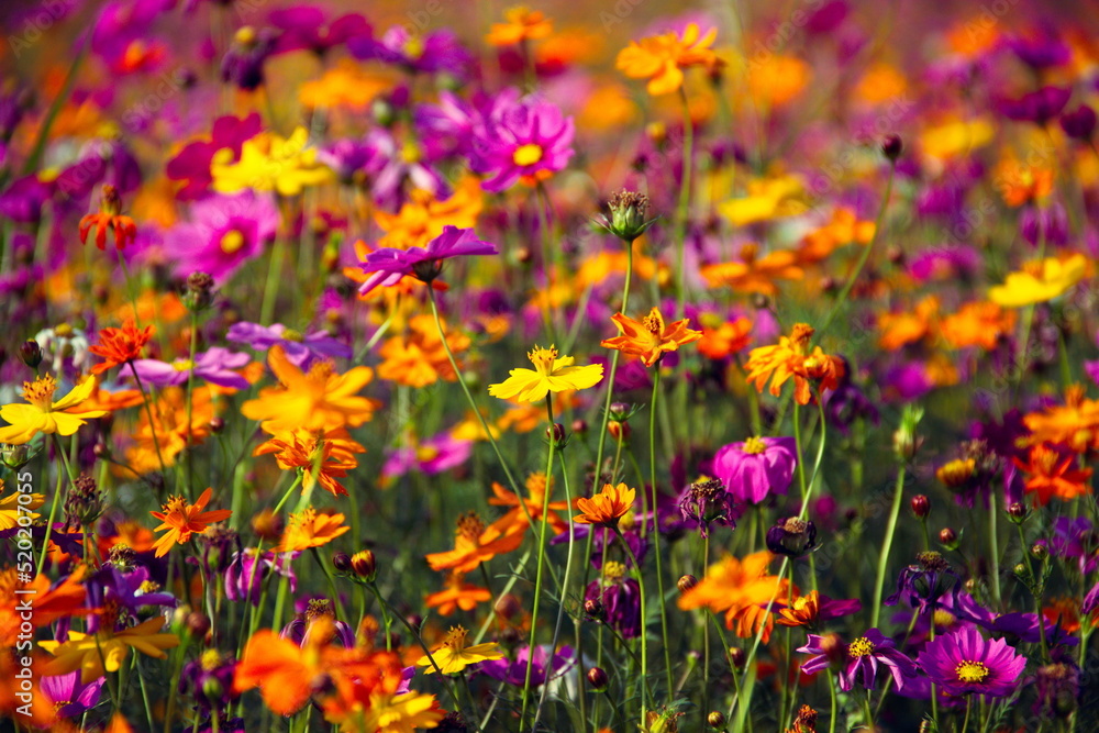 field of colorful flowers