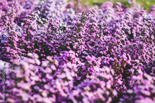 close up of lavender flowers