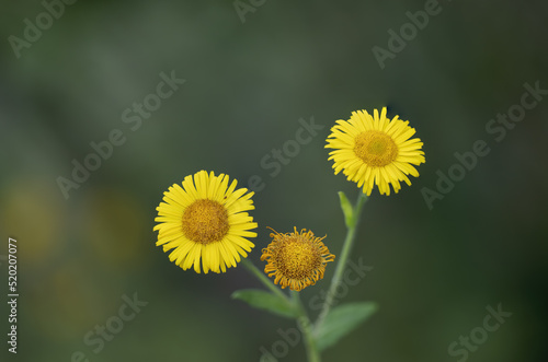 Fiore giallo di campo, pulicaria dysenterica chiamata pulicaria di campo su sfondo verde di vegetazione spontanea in biotopo naturale. Fioritura in estate. 
 photo